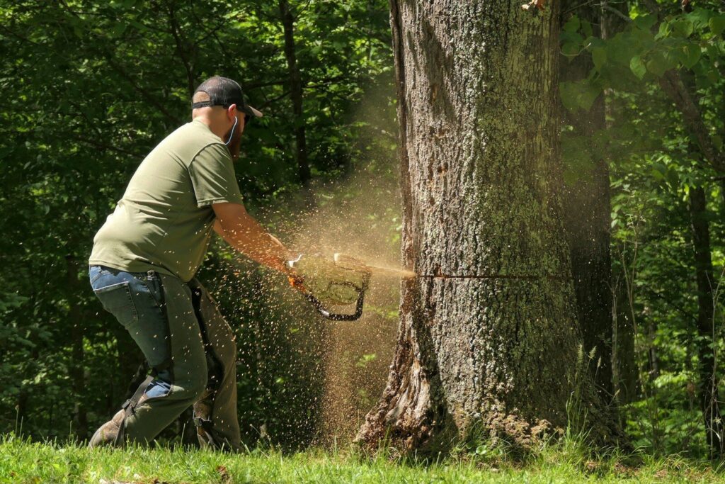 A man cutting a tree with a chainsaw, sawdust flying.