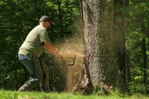 A man cutting a tree with a chainsaw, sawdust flying.