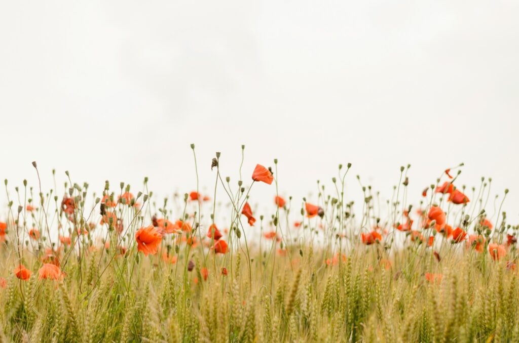 i fiori come immagine di ben-essere